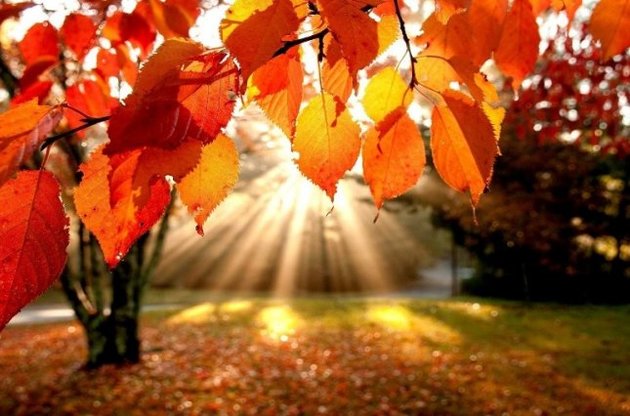 Метеорологи обещают, что осень в Украине будет "золотой" - как и в прошлом году