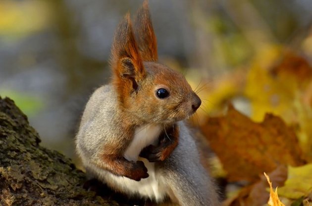 Укргидрометцентр пообещал бабье лето после 15 сентября