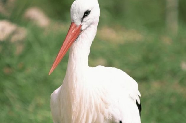 Лелеку, &quot;заарештованого&quot; ​​в Єгипті за підозрою у шпигунстві, з&#039;їли браконьєри