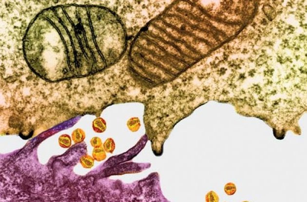 Вірус SIV, який тестували на мавпах, у 100 разів більш патогенний, ніж вірус HIV (ВІЛ)