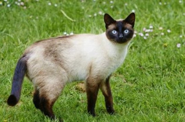 ЦРУ працювало над проектом "акустичний котик".