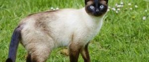 У роки холодної війни ЦРУ вчило воронів підглядати, а котів підслуховувати