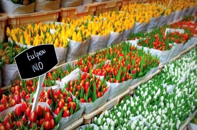Росія може ввести заборону на голландські тюльпани