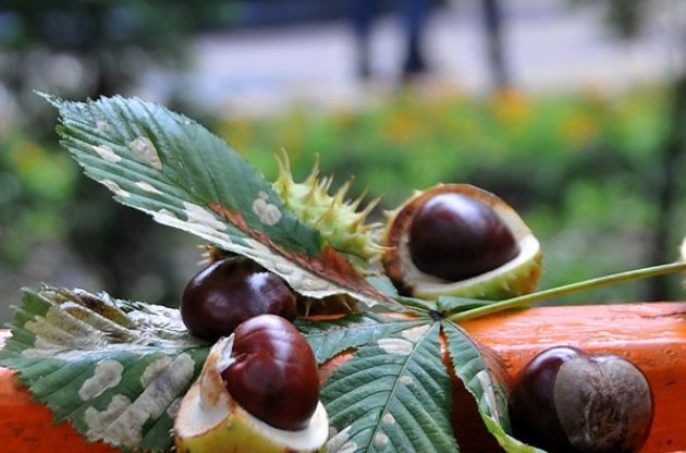 В начале недели в Украине сохранится осеннее тепло