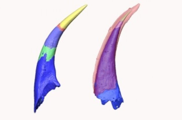 Зубы у позвоночных появились во рту только после возникновения челюстей