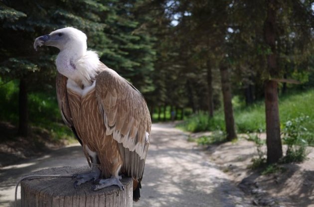 Белоголовый сип