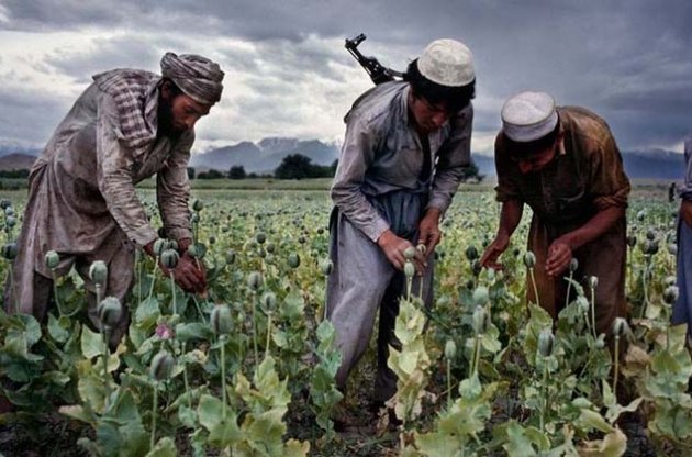 В Афганистане собрали рекордный урожай опийного мака