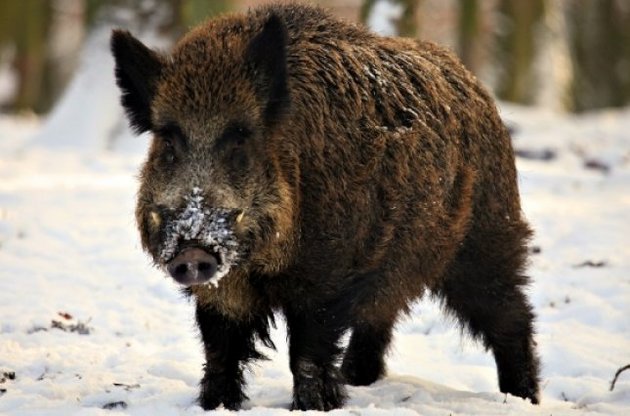 У Луганській області виявили випадок африканської чуми свиней