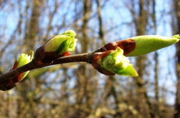 Гидрометцентр спрогнозировал теплый март