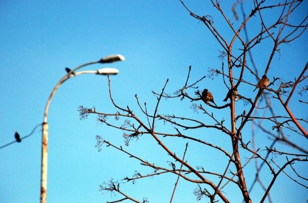 Різкого зниження температури у п'ятницю не буде