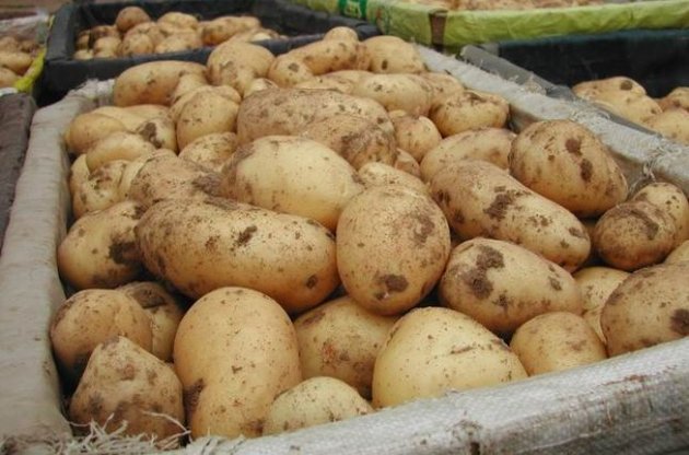 Россия с 16 июня запретит ввоз картофеля из Украины