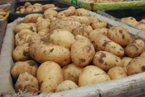 Росія з 16 червня заборонить ввезення картоплі з України