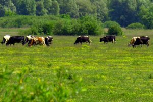 Террористы заминировали часть сельскохозяйственных полей на Донбассе