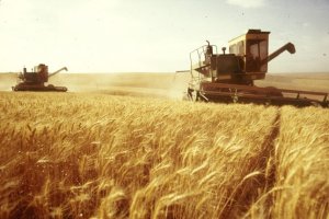 Ринок зернових: нові жнива — старі проблеми