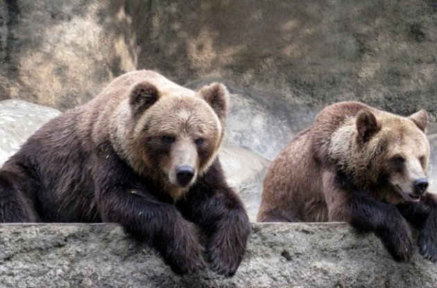 Російські ведмеді постраждають від заборони на імпорт яблук