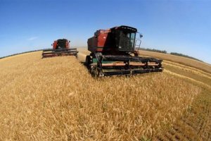 Украина потеряла 15% урожая из-за событий в Крыму и Донбассе