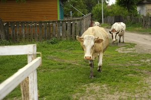 В Україні візьмуть на облік усю велику рогату худобу, кіз, овець і свиней