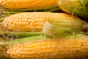 Україна ввела європейські норми регулювання ГМО