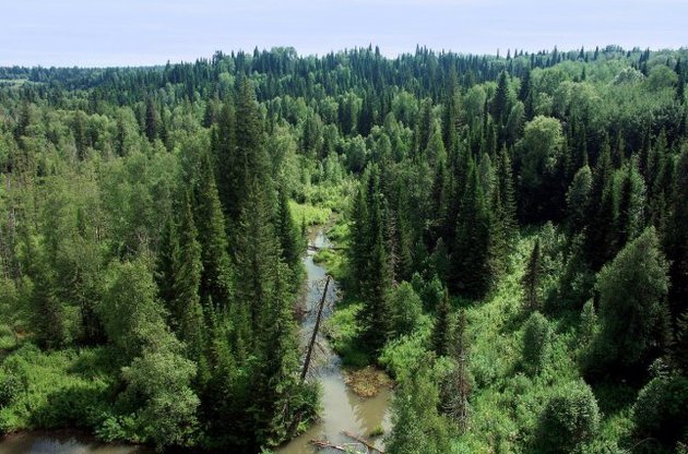 У тайзі водяться вовки, лисиці і бурі ведмеді