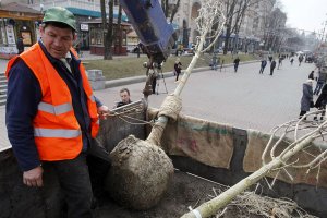 Поставщики скандальных розовых каштанов продали Киеву новые саженцы - по 2 тысячи за штуку