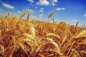 Украина не намерена раскрывать данные о растениеводстве по запросу Россельхознадзора