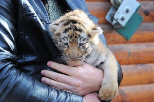 В українському зоопарку з'явилися дитинчата рідкісного тигра