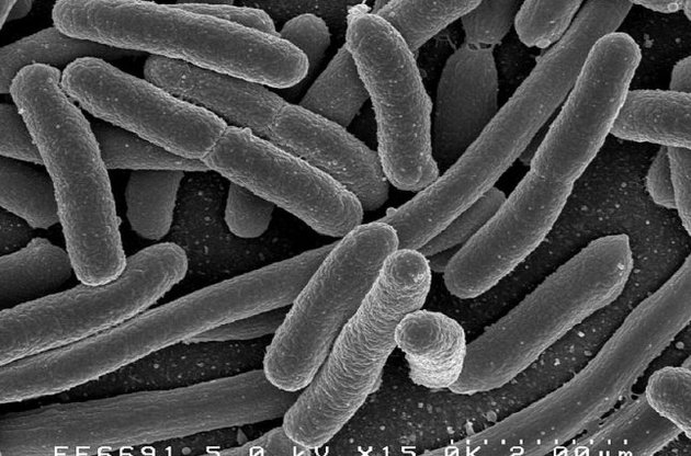 Американские ученые создали аналоговую "флешку" из кишечной бактерии
