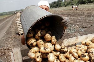 Картопляний бізнес став жертвою сепаратистів