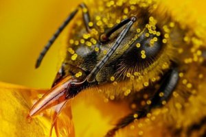 Вчені спрогнозували загибель всіх бджіл на Землі