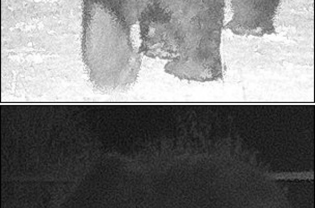 Бурые медведи посетили Чернобыль