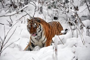 "Путінський" тигр Устин тероризує китайських фермерів