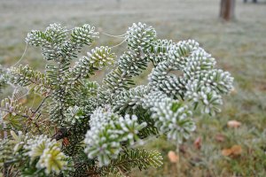 Декабрь начнется с морозов до -13°С