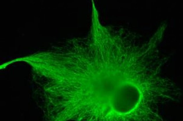 Астроциты усиливают связь между нейронами