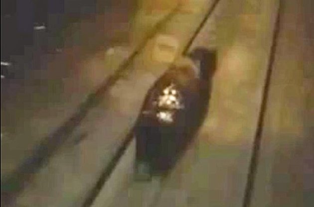 Ведмедя в Росії збили під крики "Дави його на**й"