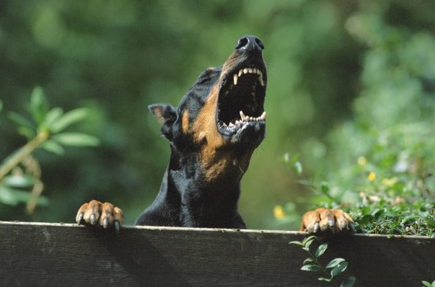 Жертвами хищников все чаще становятся домашние животные