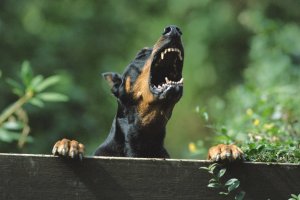 Популяція хижаків в Європі почала викликати побоювання