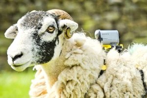 Британские овцы помогут улучшить качество Wi-Fi в стране