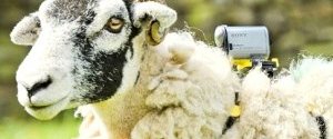 Британські вівці допоможуть поліпшити якість Wi-Fi в країні