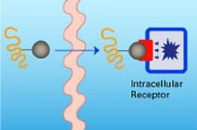 Морфин оказался не самым сильным обезболивающим средством