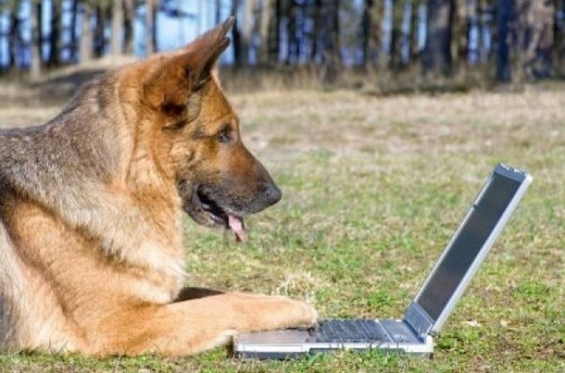 "Читання облич" собакам дається легко