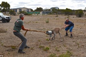 Кенгуру в Австралии застрял в садовой лейке