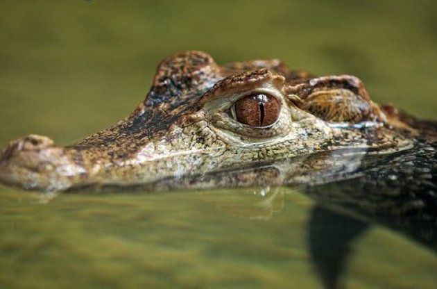 Мурахи вбивають кожного четверте дитинча каймана