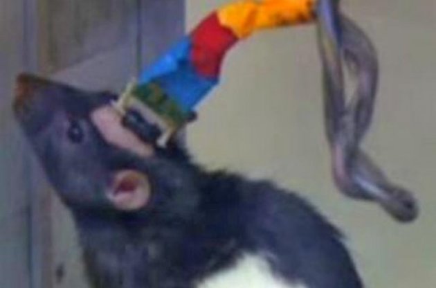 Нейрофизиологи научили крыс "видеть" магнитное поле