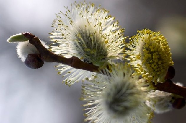 5 квітня в Україні святкують Вербну неділю