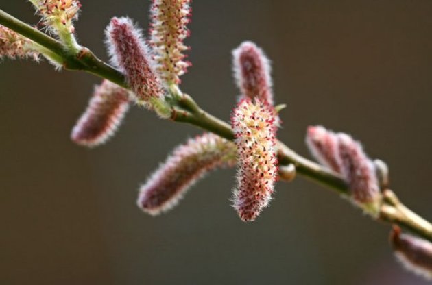 Погода на Пасху порадует теплом