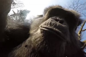 Шимпанзе в Нидерландах сбил палкой беспилотник