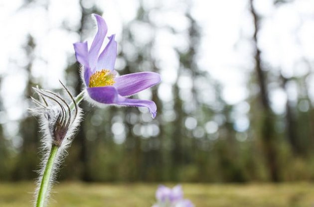 Незважаючи на наближення кінеця квітня, ночі в Україні будуть залишатися досить холодними
