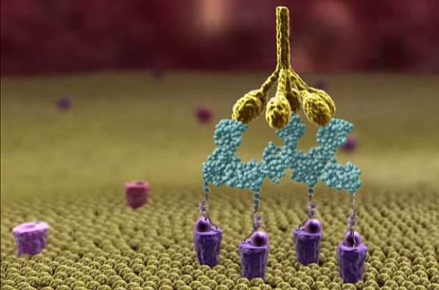 Зв&#039;язування антитіл з бактерією: М-білок (ліловий), ДНК-аптамери (фіолетовий), олігосахарид (блакитні шестикутники), антитіла alpha-Gal (блакитні), білок комплементу (жовтий)