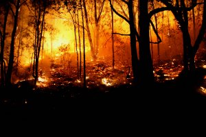 В России на Дальнем Востоке возобновились лесные пожары