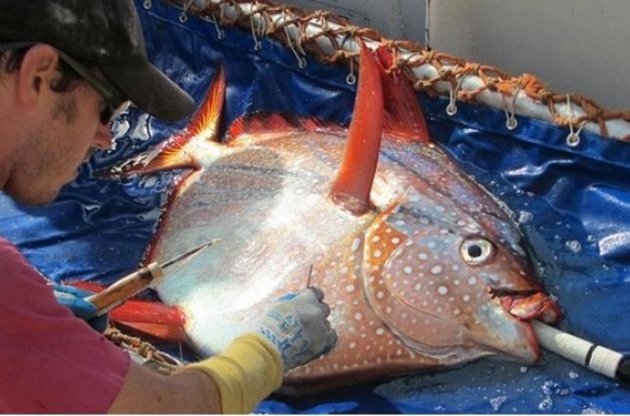 Вчені вперше знайшли теплокровную рибу